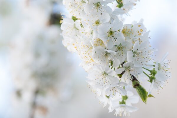 White Weeping Cherry - Image 3