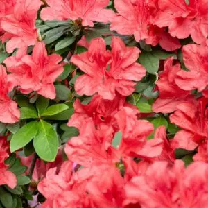 Azalea