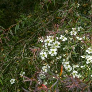 Lemon Scented Tea Tree