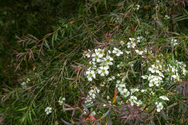 Lemon Scented Tea Tree