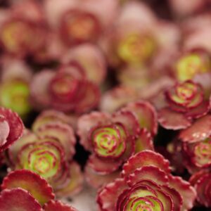 Sedum Voodoo