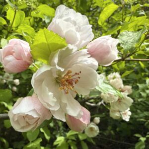Bechtel's Crabapple