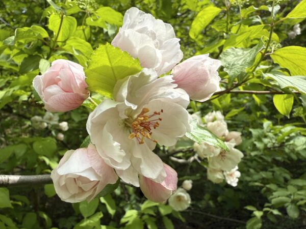 Bechtel's Crabapple