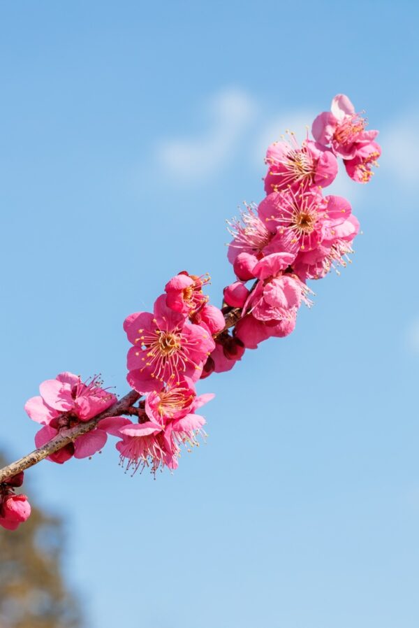 Blirieana Plum - Image 2