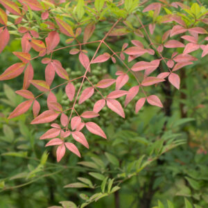 Nandina Gulf Stream