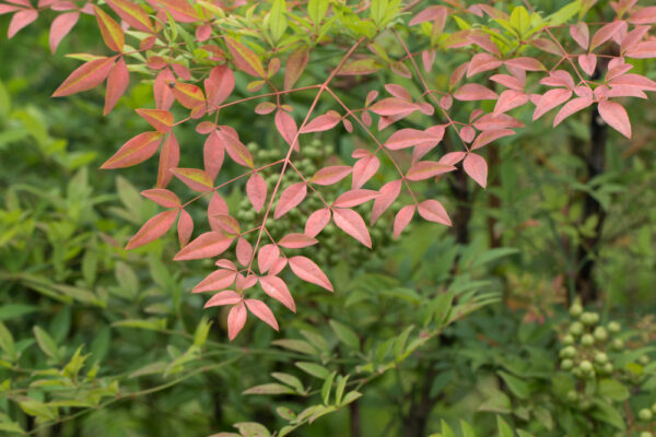 Nandina Gulf Stream