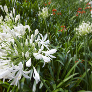 Agapanthus Snowball