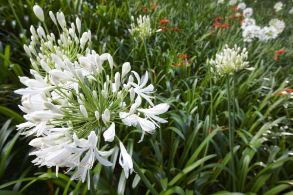 Agapanthus Snowball