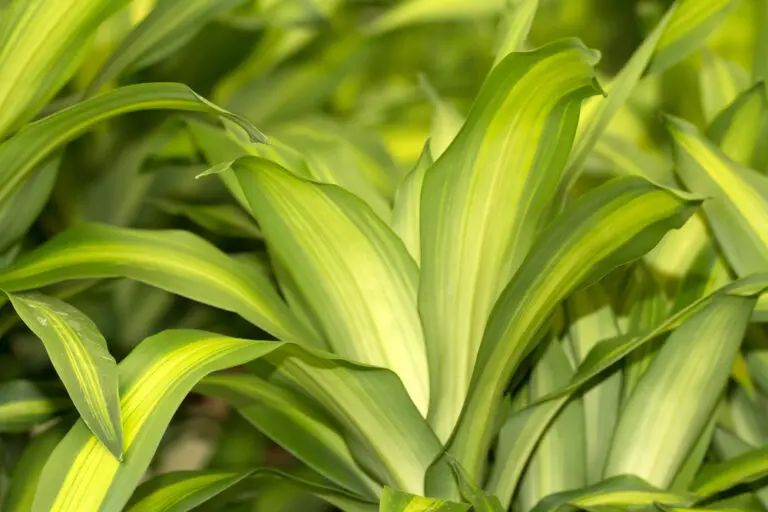 Happy Plant