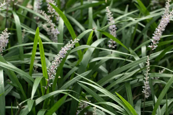 Liriope Monroe White