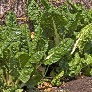 Silverbeet