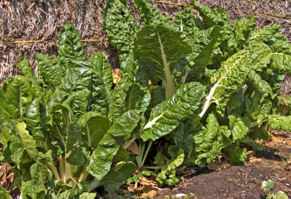 Silverbeet