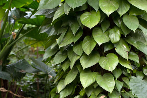 Heartleaf Philodendron