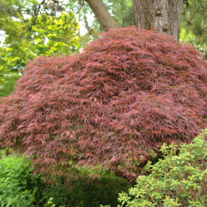 Inaba Shidare Japanese Maple