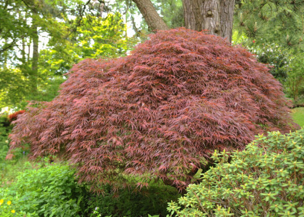 Inaba Shidare Japanese Maple
