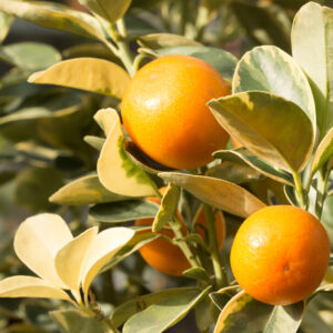 Variegated Kumquat