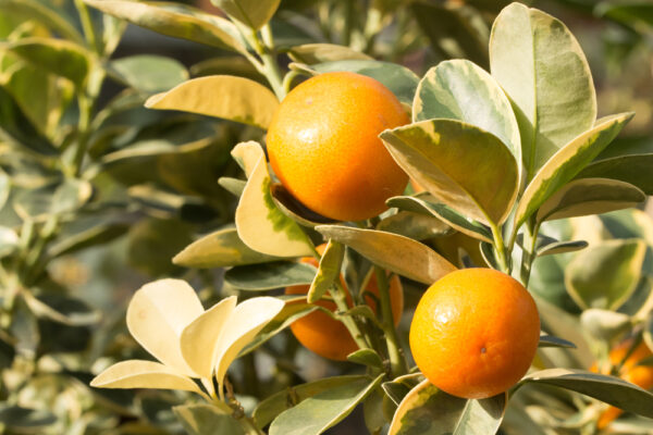 Variegated Kumquat