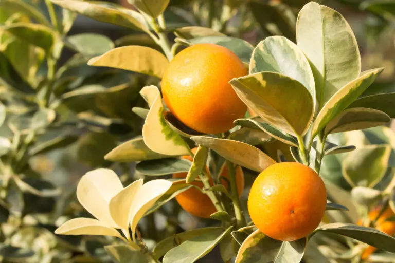 Variegated Kumquat