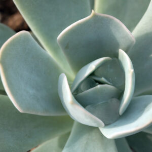 Echeveria Glauca