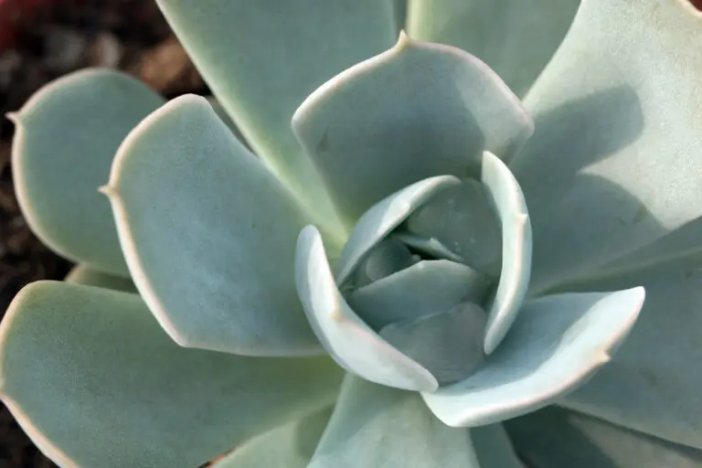 Echeveria Glauca