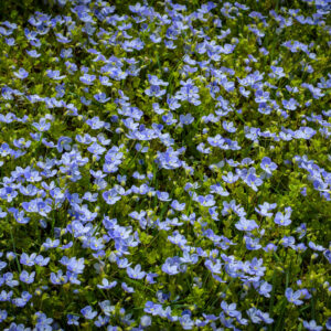 Digger's Speedwell
