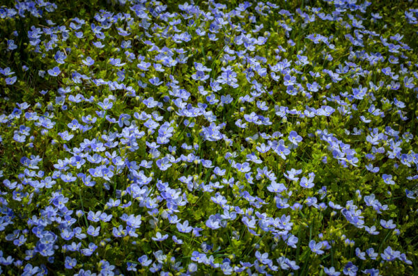 Digger's Speedwell