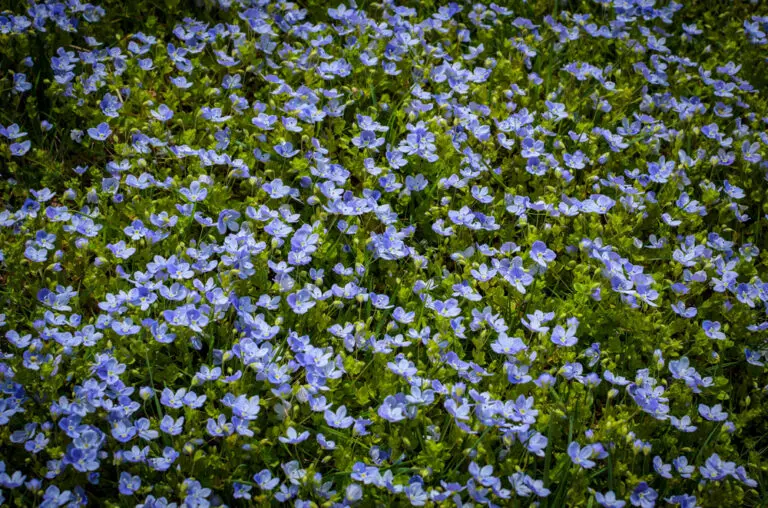 Digger’s Speedwell