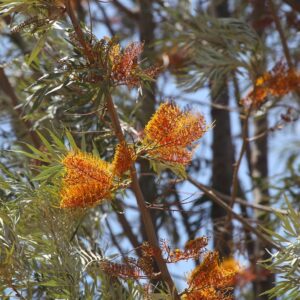 Silky Oak