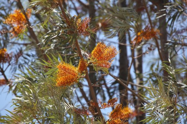 Silky Oak
