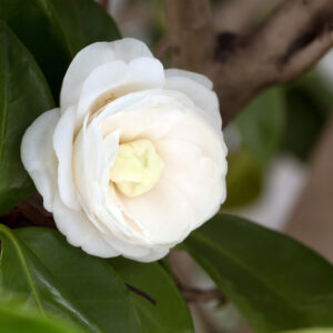 Camellia Avalanche