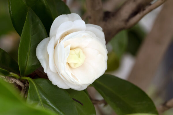 Camellia Avalanche