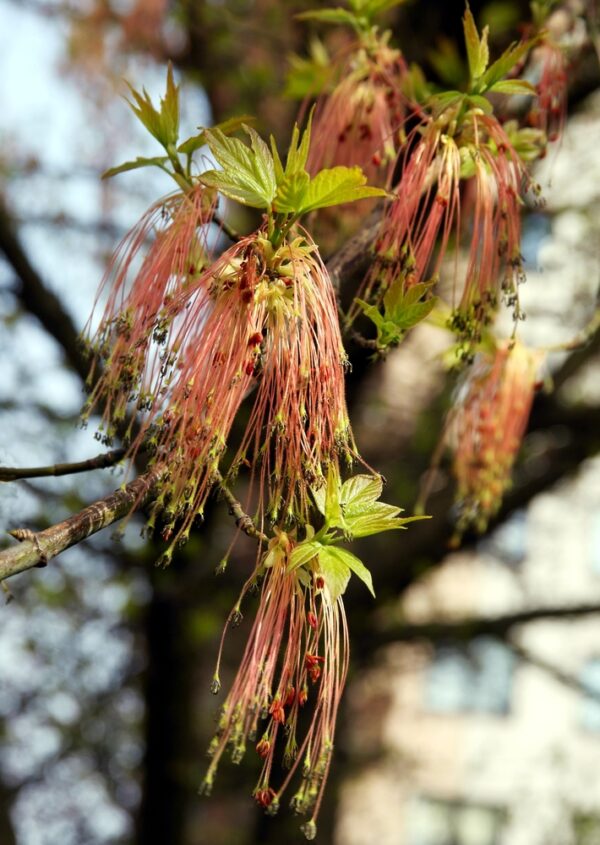 Purple Leaf Box Elder - Image 3