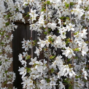 Snow Fountains Weeping Cherry