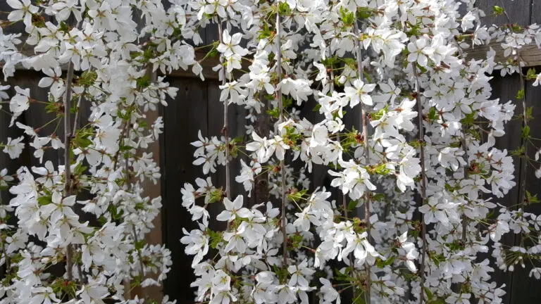 Snow Fountains Weeping Cherry
