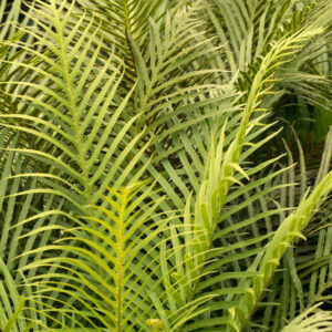 Silver Lady Fern