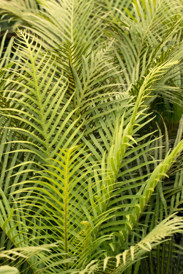 Silver Lady Fern