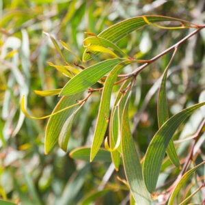 Willow-Leaved Hakea