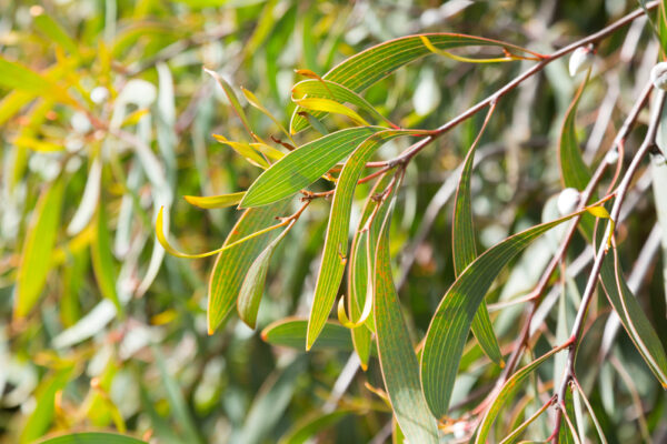 Willow-Leaved Hakea