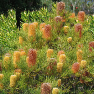 Banksia Cherry Candles