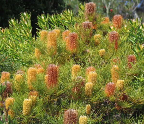 Banksia Cherry Candles