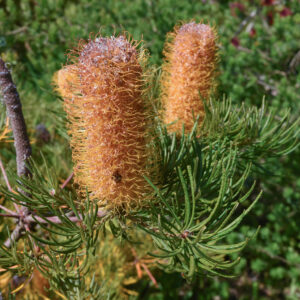 Banksia Birthday Candles