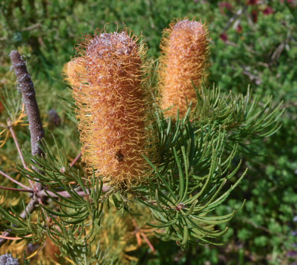 Banksia Birthday Candles