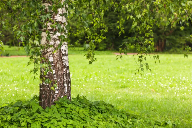 Cut Leaf Birch