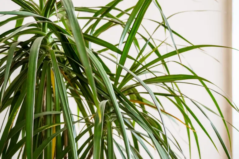Madagascar Dragon Tree