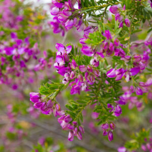 Polygala Little Polly