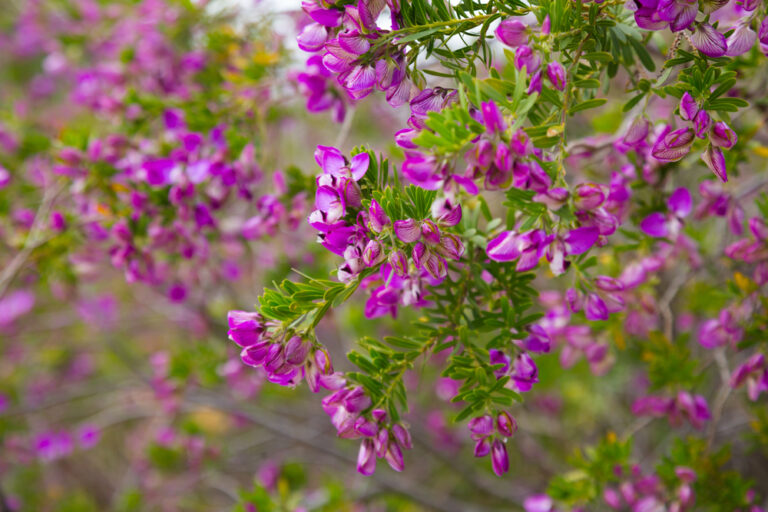 Polygala Little Polly