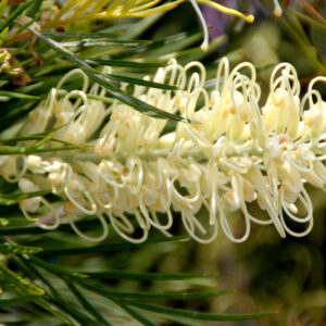 Grevillea Moonlight