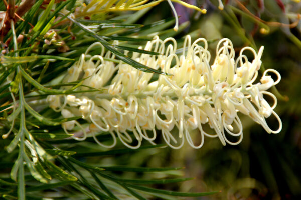 Grevillea Moonlight