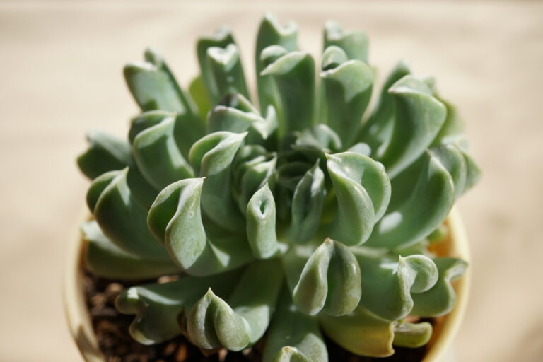 Topsy Turvy