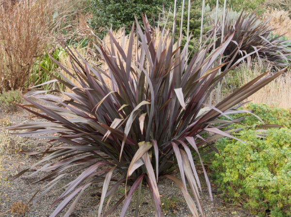 Purple Haze New Zealand Flax